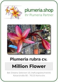 Plumeria rubra - "Million Flower"