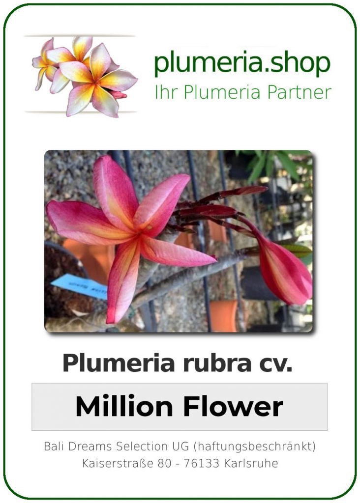 Plumeria rubra "Million Flower"