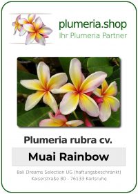 Plumeria rubra - "Muai Rainbow"