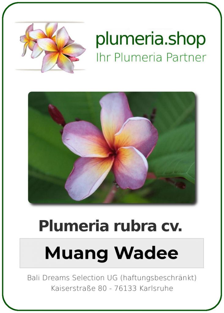 Plumeria rubra "Muang Wadee"