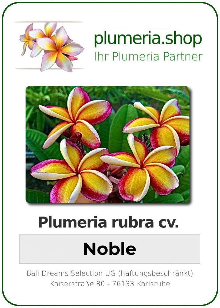 Plumeria rubra "Noble"