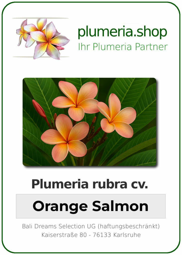 Plumeria rubra "Orange Salmon"