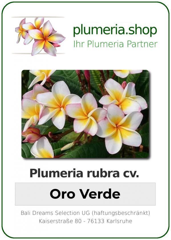 Plumeria rubra - "Oro Verde"