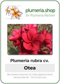 Plumeria rubra - "Otea"