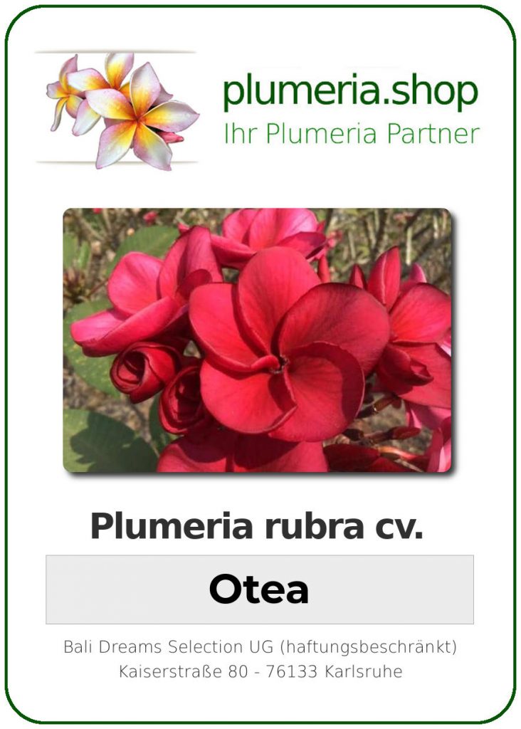 Plumeria rubra "Otea"
