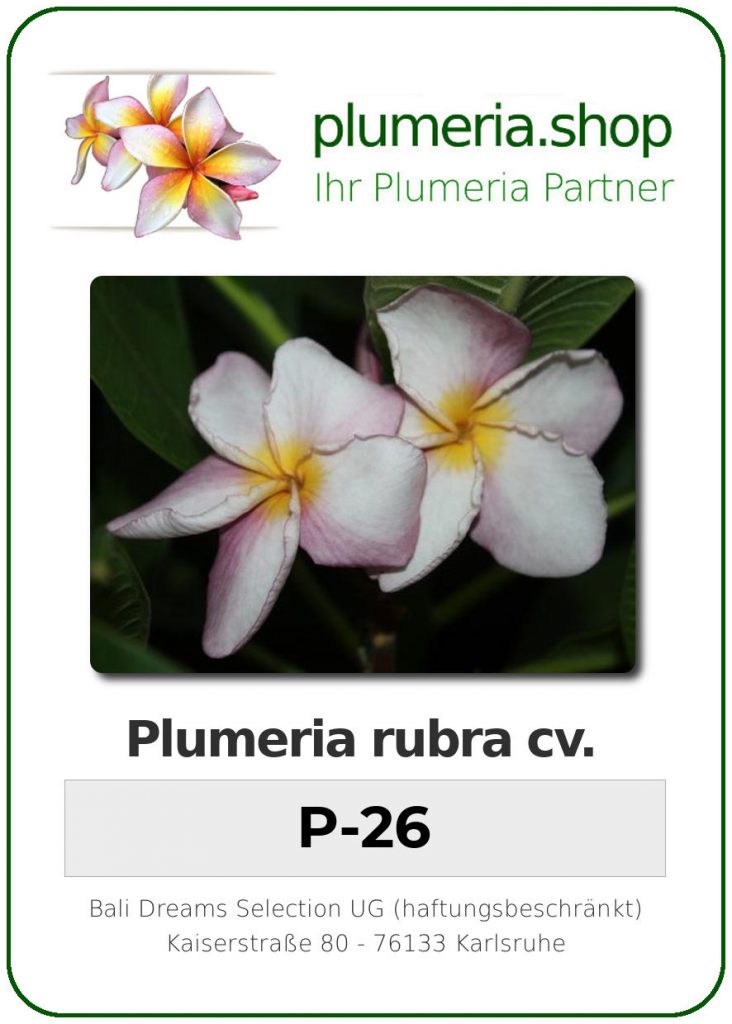 Plumeria rubra "P-26"