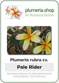 Plumeria rubra - &quot;Pale Rider&quot;
