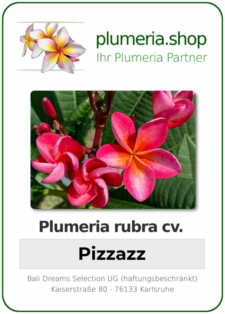 Plumeria rubra "Pizzaz"