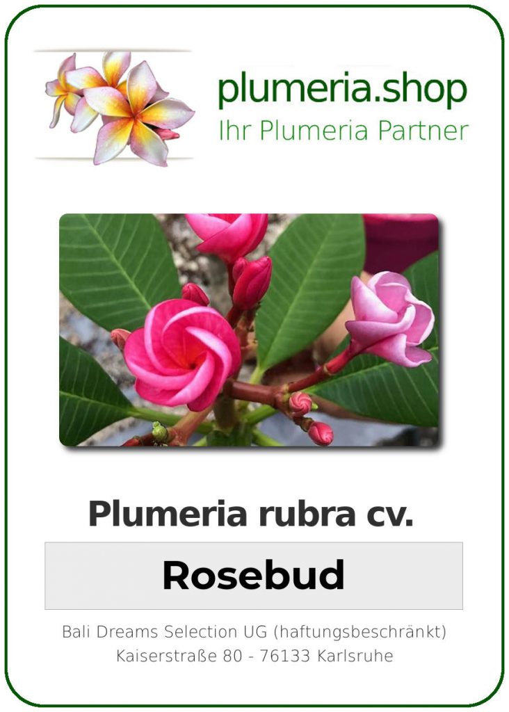 Plumeria rubra "Rosebud"