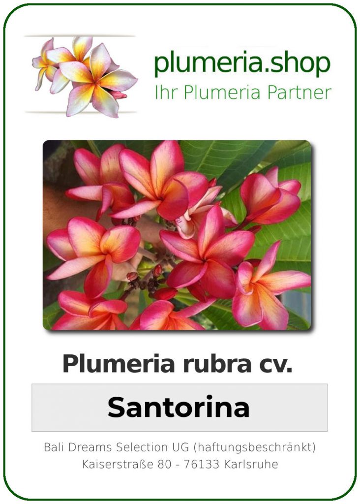 Plumeria rubra "Santorina"