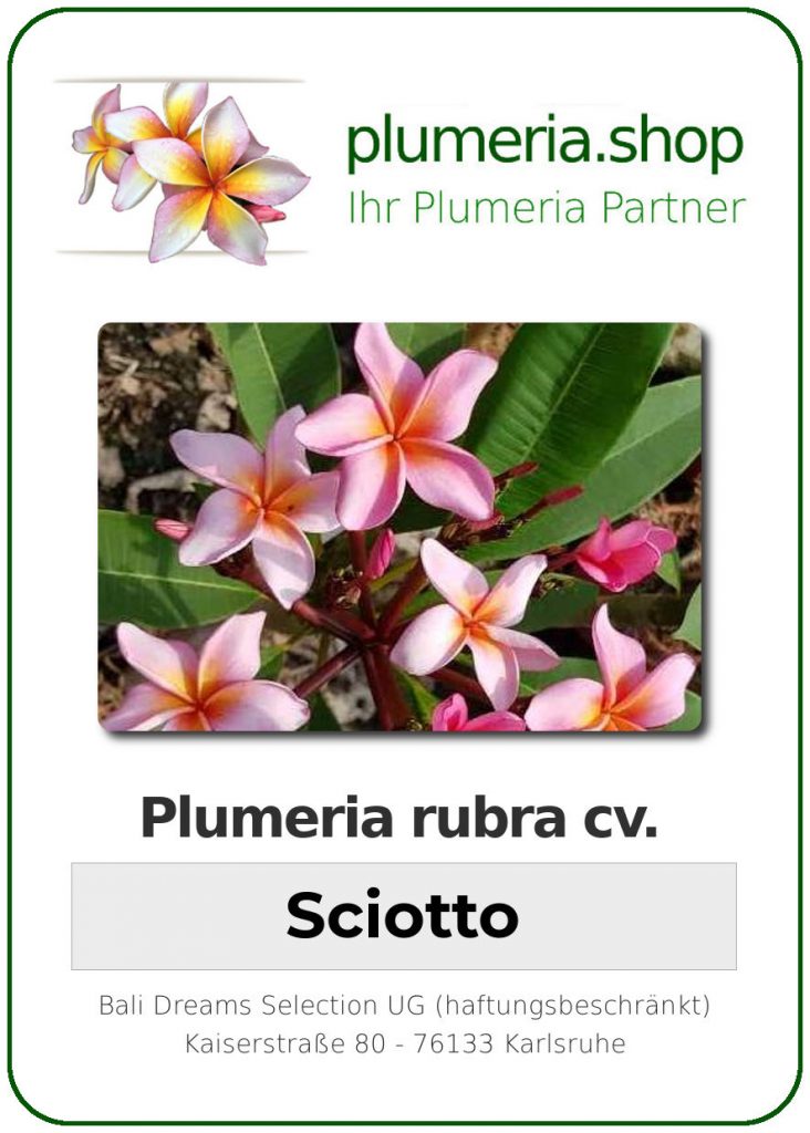 Plumeria rubra "Sciotto"