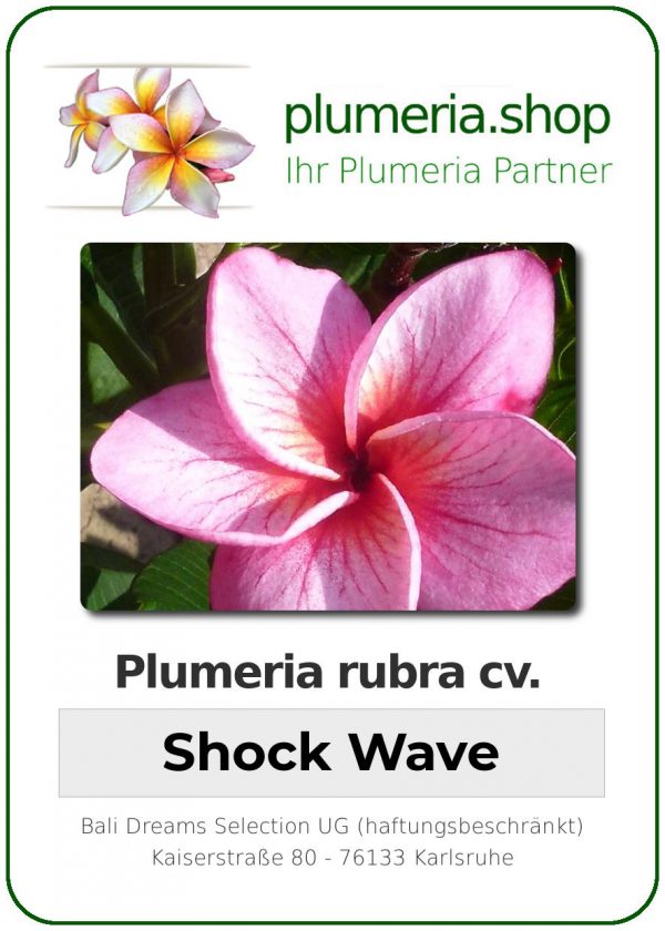 Plumeria rubra - &quot;Shock Wave&quot;