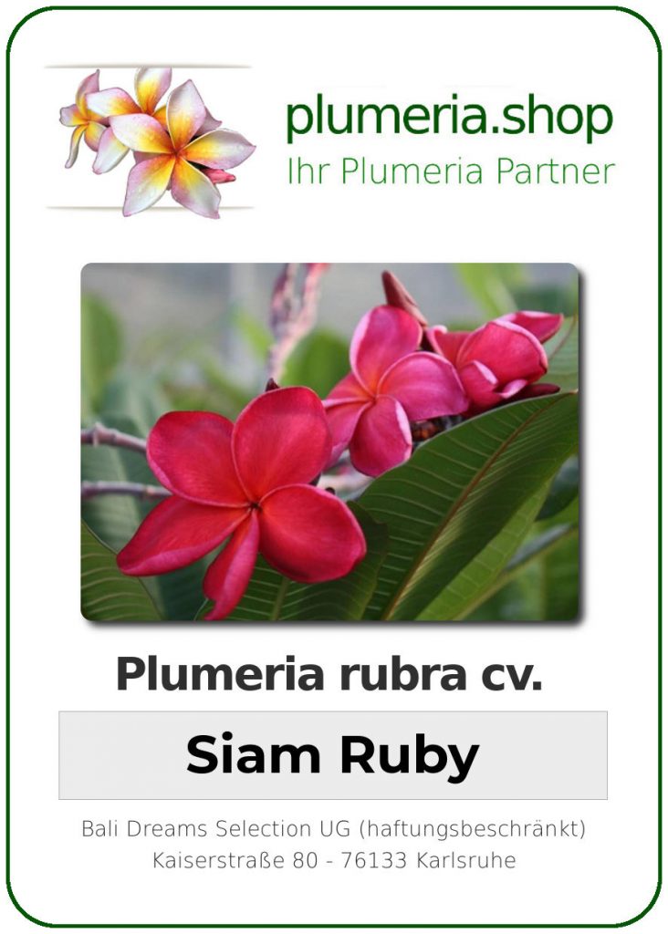 Plumeria rubra "Siam Ruby"