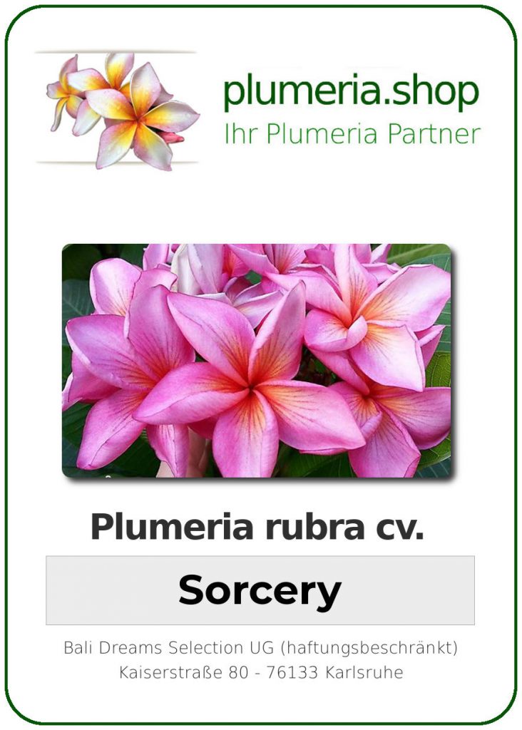 Plumeria rubra "Sorcery"