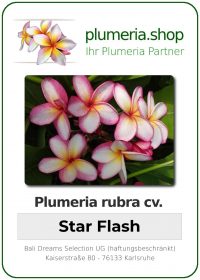 Plumeria rubra - "Star Flash"