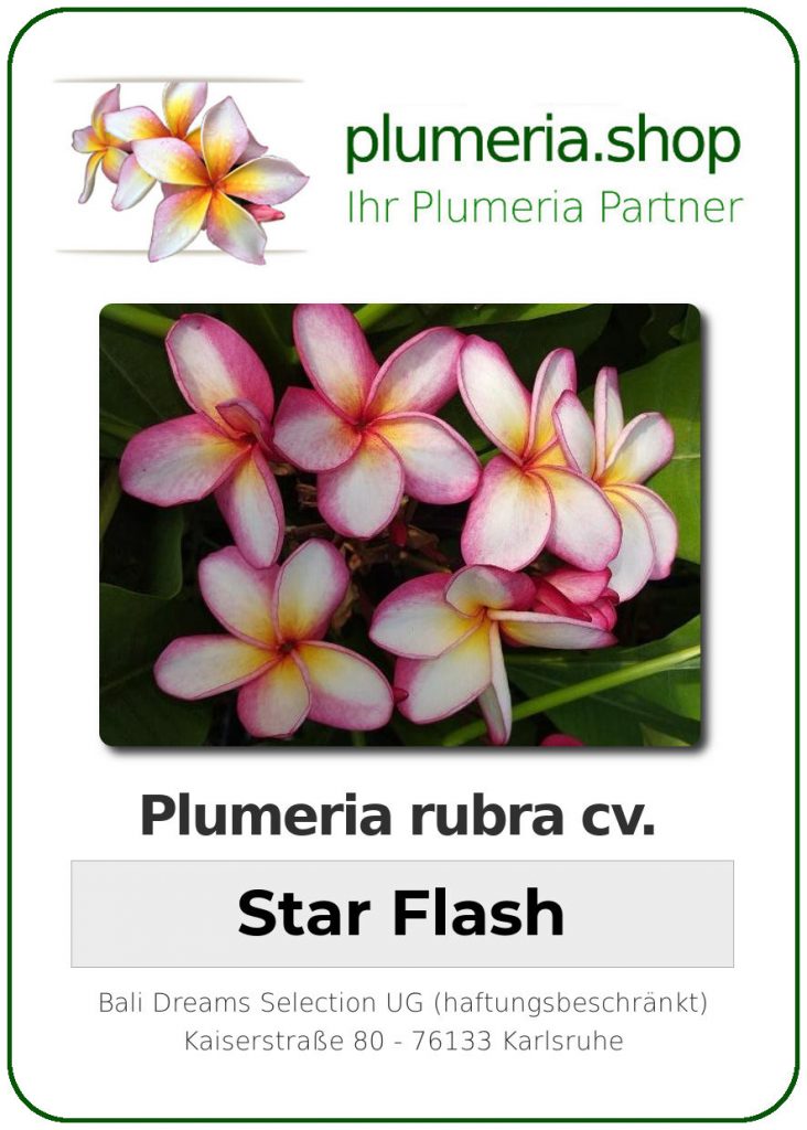 Plumeria rubra "Star Flash"