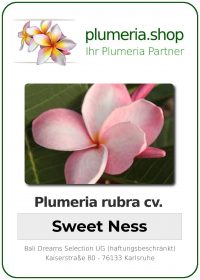 Plumeria rubra - "Sweet Ness"