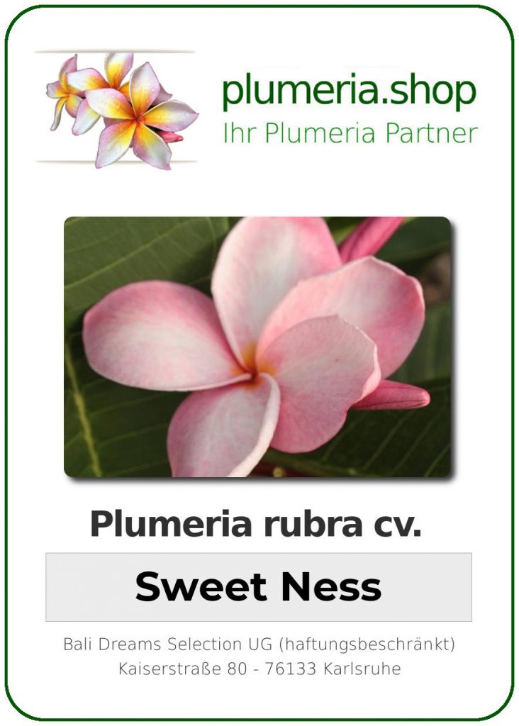 Plumeria rubra "Sweet Ness"