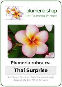 Plumeria rubra - "Thai Surprise"