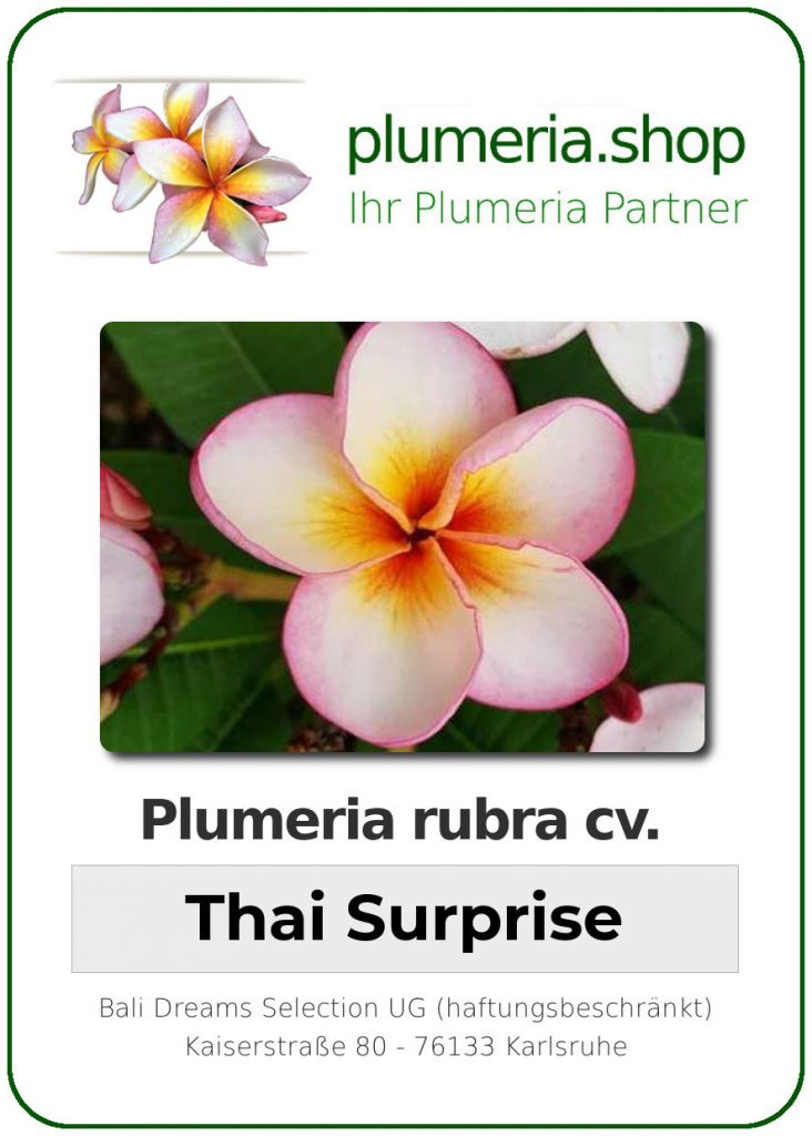 Plumeria rubra "Thai Surprise"