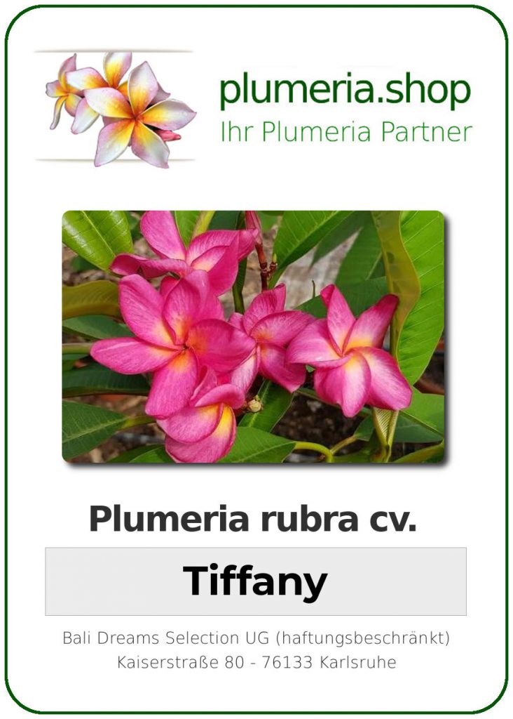 Plumeria rubra "Tiffany"