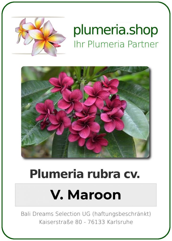 Plumeria rubra "V. Maroon"