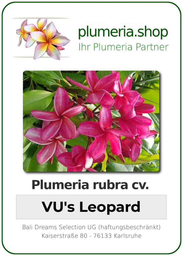 Plumeria rubra "VU's Leopard"