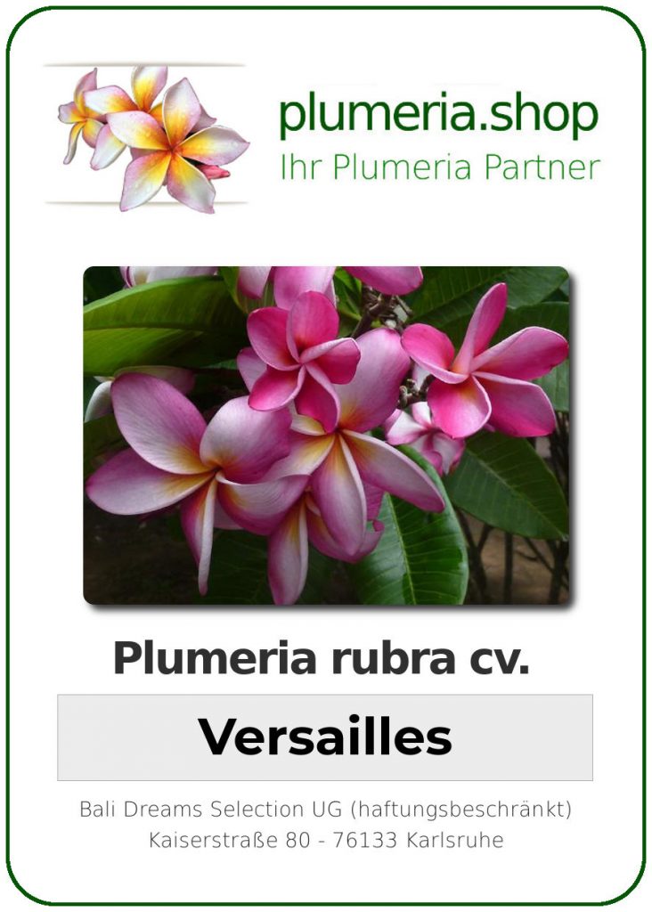 Plumeria rubra "Versailles"