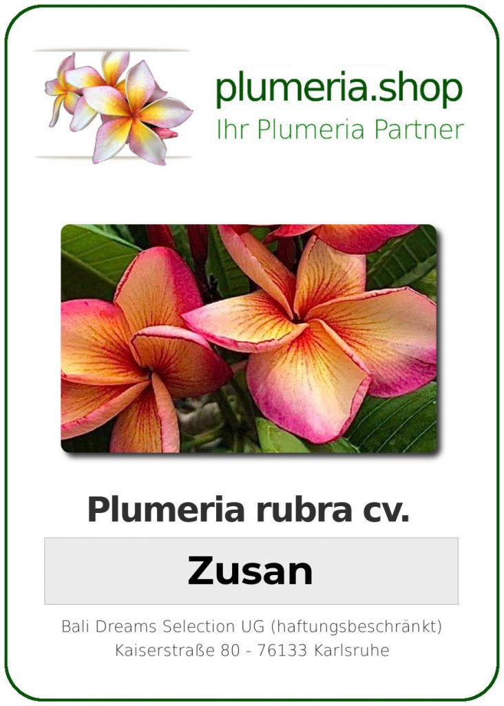 Plumeria rubra "Zusan"