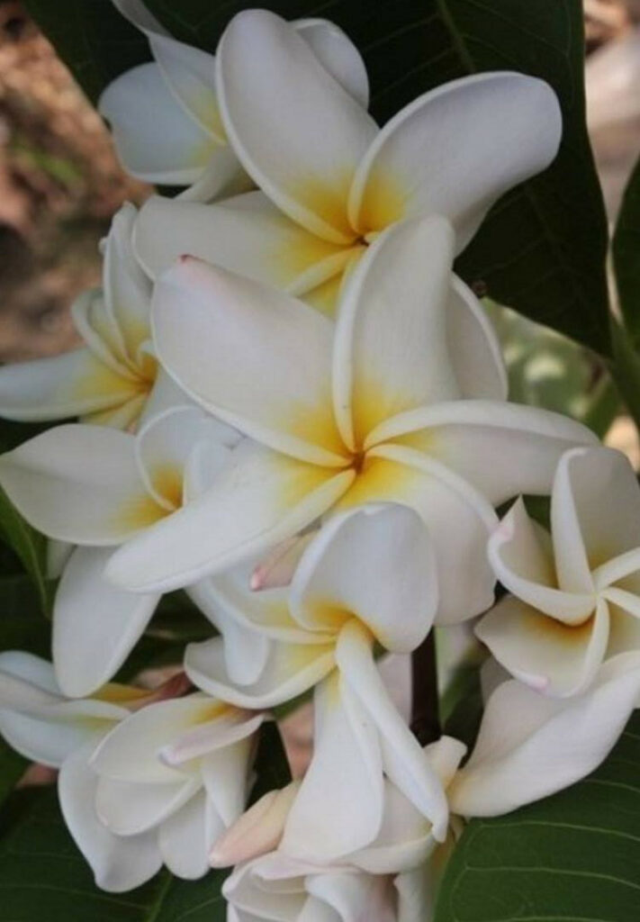 Plumeria rubra 'Scentsational'