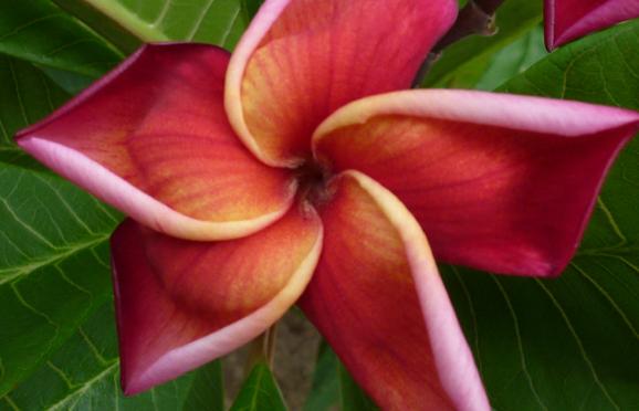 Plumeria rubra 'Aladdin'