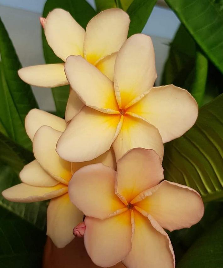 Plumeria rubra "CP Pina"