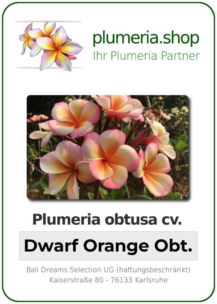 Plumeria obtusa "Dwarf Orange Obtusa"