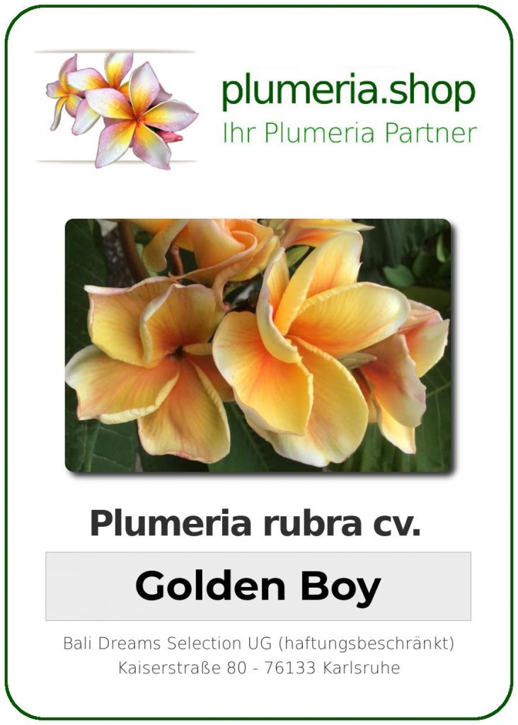 Plumeria rubra "Golden Boy"