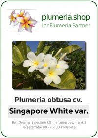 Plumeria obtusa - "Singapore White var"