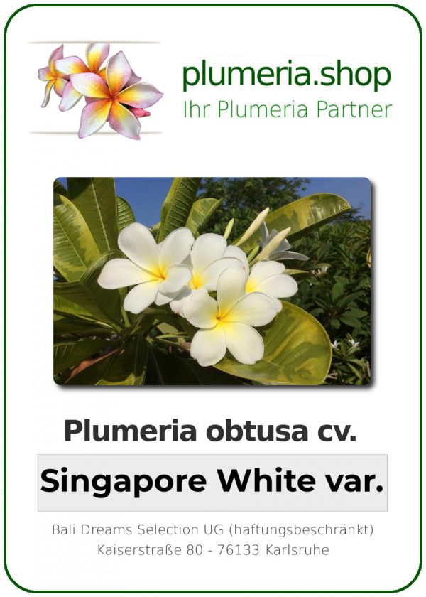 Plumeria obtusa - "Singapore White var"