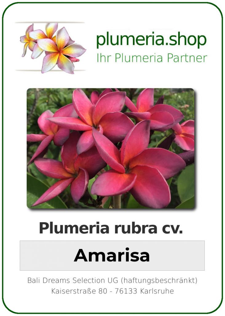 Plumeria rubra "Amarisa"