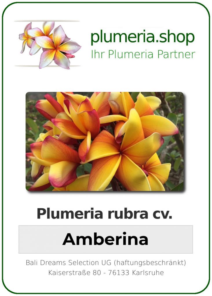 Plumeria rubra "Amberina"