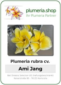 Plumeria rubra - &quot;Ami Jang&quot;