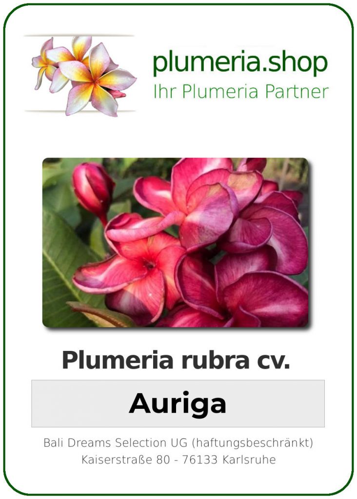 Plumeria rubra "Auriga"