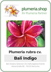 Plumeria rubra - "Bali Indigo"