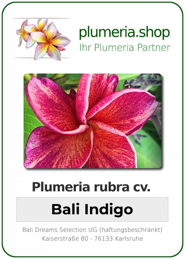 Plumeria rubra - "Bali Indigo"