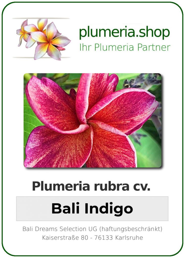Plumeria rubra "Bali Indigo"
