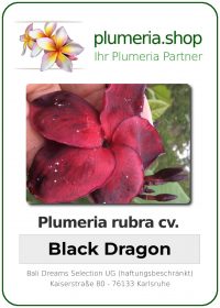 Plumeria rubra - "Black Dragon"