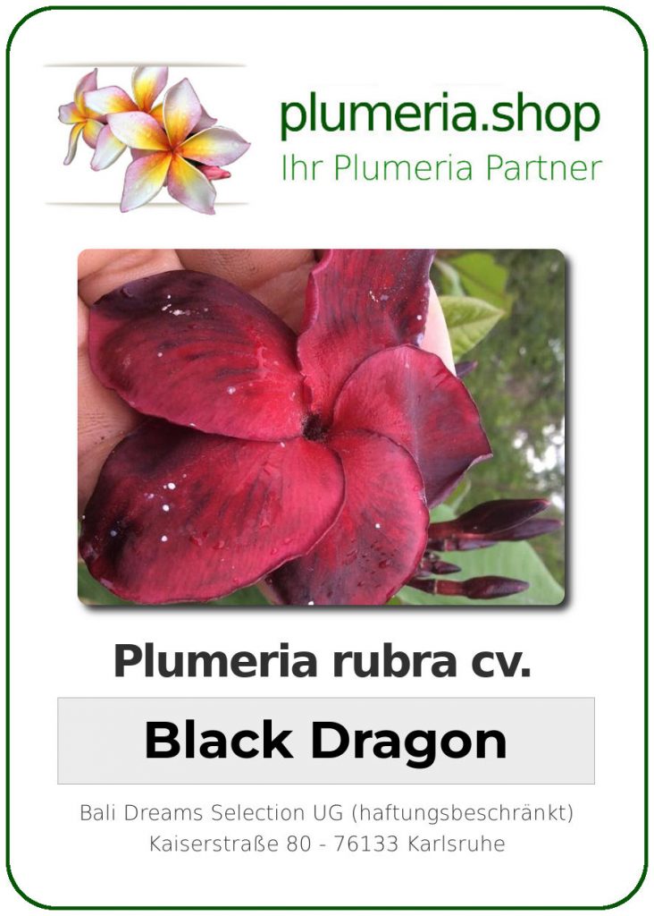 Plumeria rubra "Black Dragon"