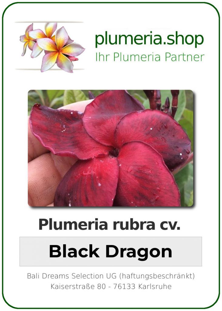 Plumeria rubra cv. "Black Dragon" - unbewurzelter Steckling