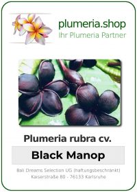 Plumeria rubra - &quot;Black Manop&quot;