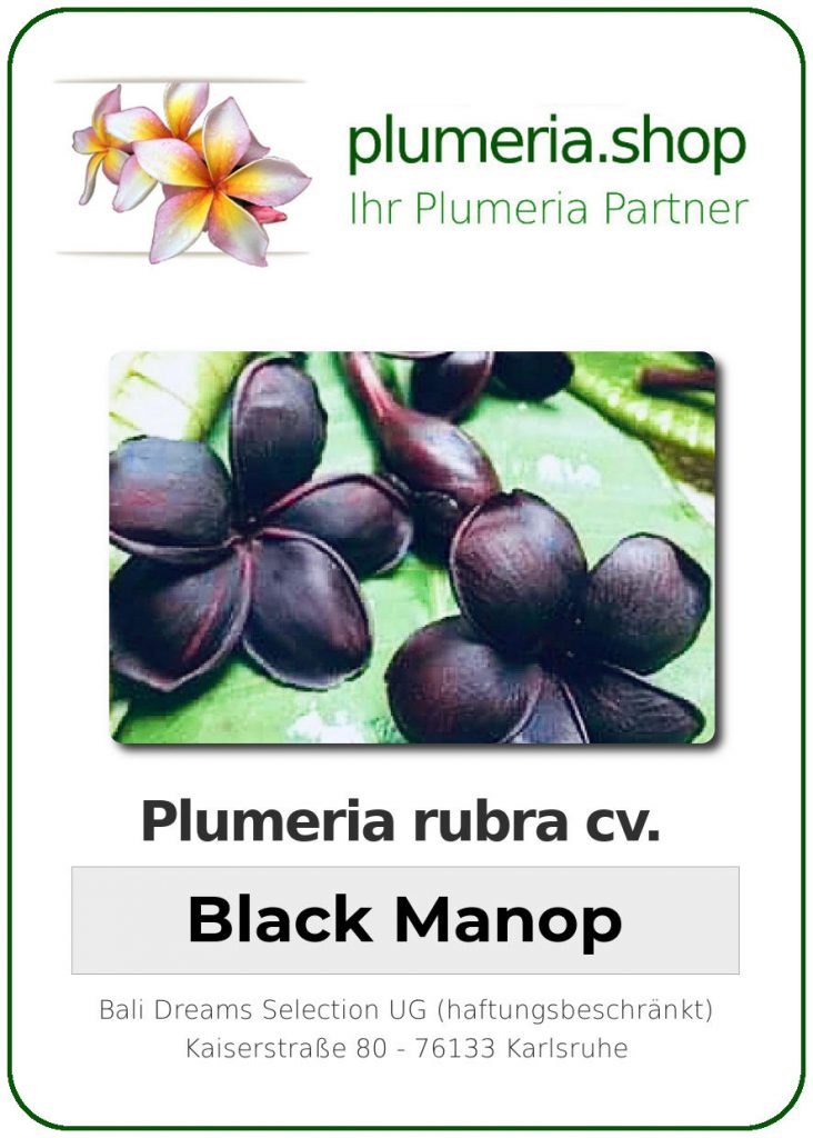 Plumeria rubra "Black Manop", wurzelnackt