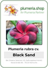 Plumeria rubra - "Black Sand"