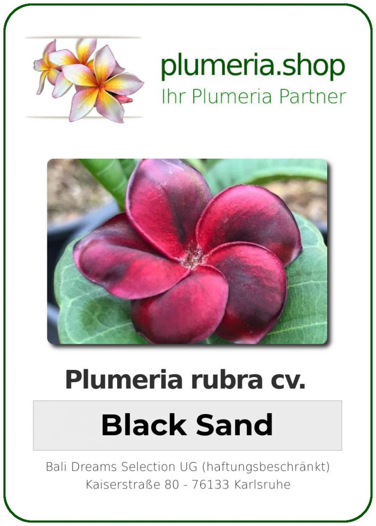 Plumeria rubra "Black Sand", wurzelnackt